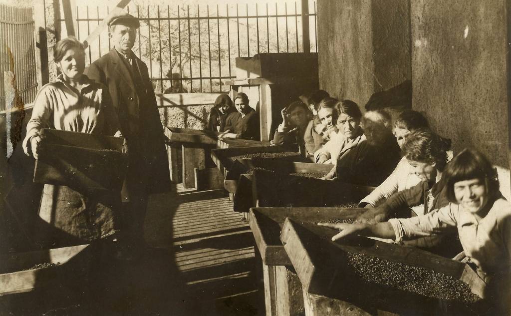 Raisin sorting in Marathoupolis, 1932