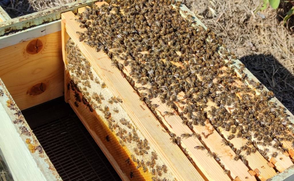 Λυμπερόπουλος Μελισσοκομία