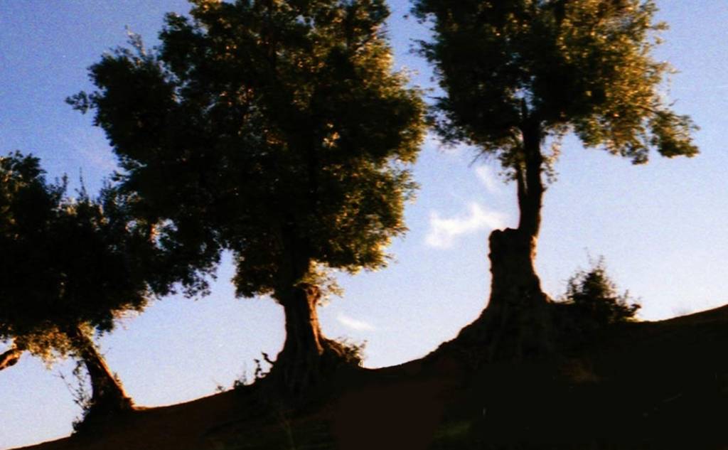 Olive Roads (Roads of the olive tree) - Cultural Association