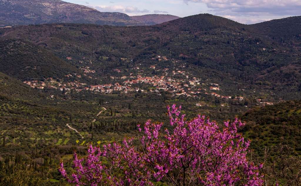 Ψάρι