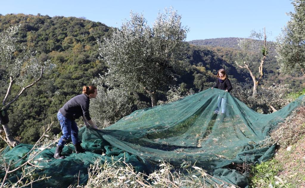 Green Land Products Cooperative Farming-Γευστικές Εμπειρίες