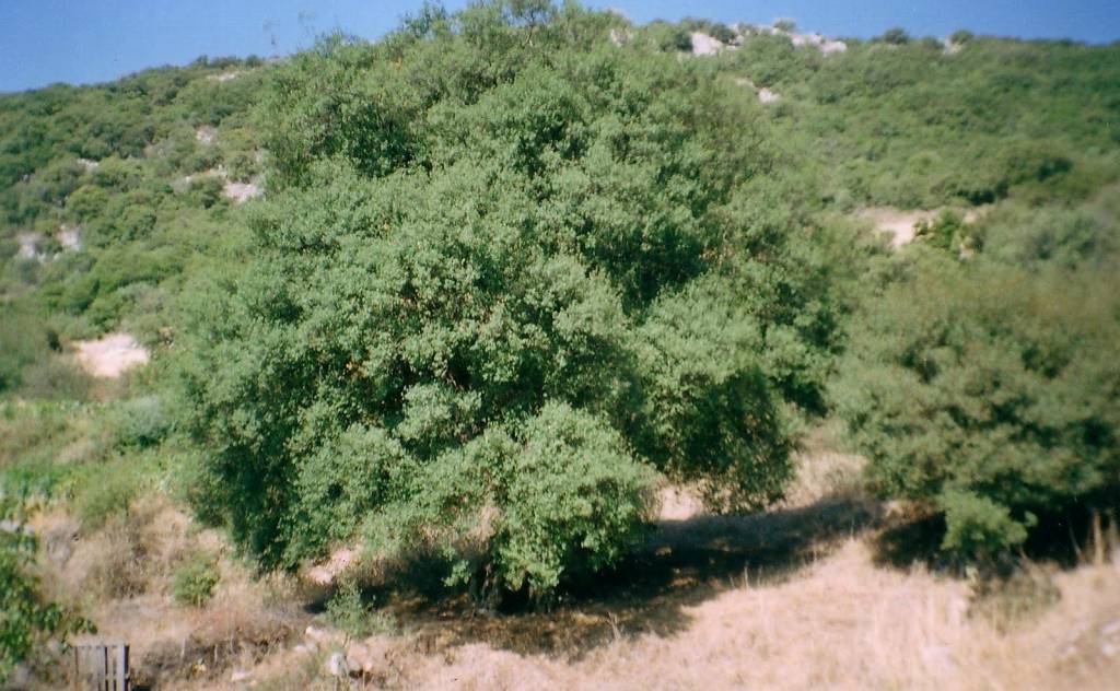 Διατηρητέα μνημεία της φύσης Σιδηροκάστρου