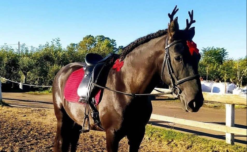 Ιππικός Όμιλος Καλαμάτας-Christmas Fun-Day!