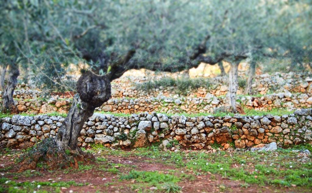 ΠΑΜΕ ΒΟΛΤΑ σε ξερολιθιές της Έξω Μάνης