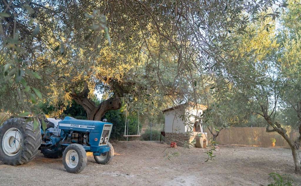 Messinian Story - Olive Oil