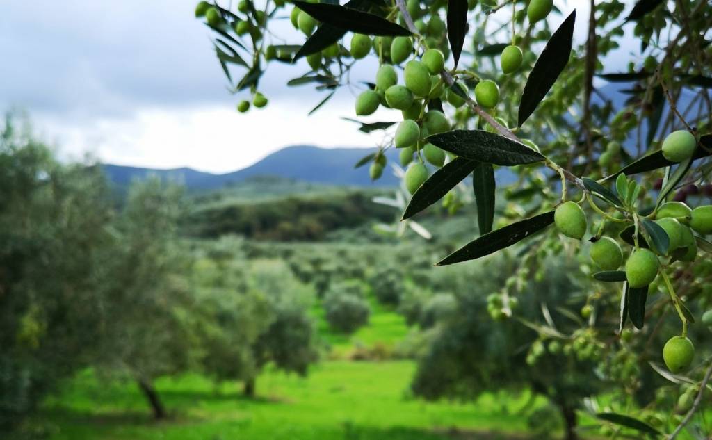 Aquila Deli - Koroneiki Variety Extra Virgin Olive Oil