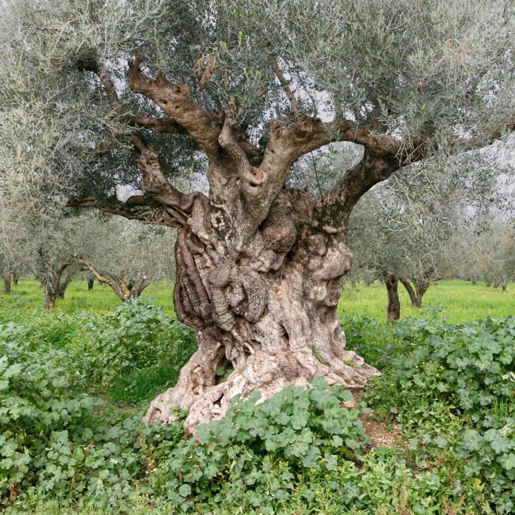FROM THE OLIVE TREE