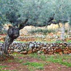 ΠΑΜΕ ΒΟΛΤΑ σε ξερολιθιές της Έξω Μάνης