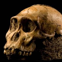 Sapiens: Το μακρύ ταξίδι της ανθρωπότητας