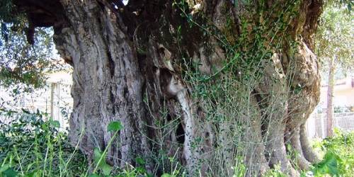 The Kalamata "Mother Olive Tree"